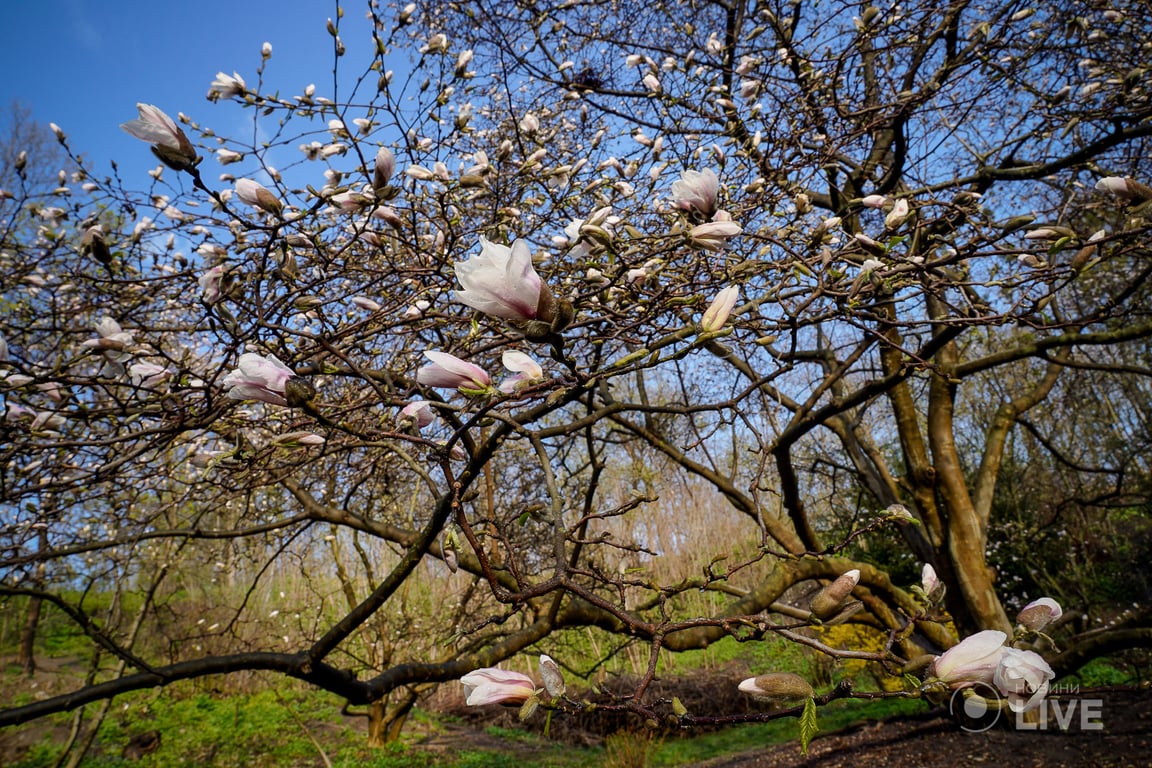 Магнолії в ботсаду ім.Фоміна