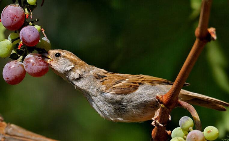 Як відлякати птахів від винограду