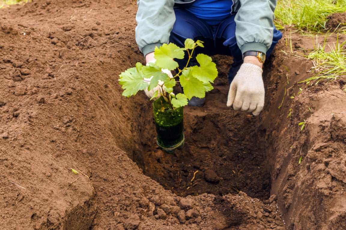 Коли можна саджати плодові дерева та чагарники в травні