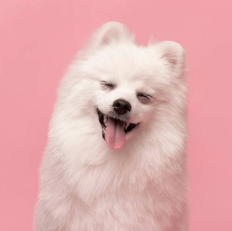 Усмішка собаки