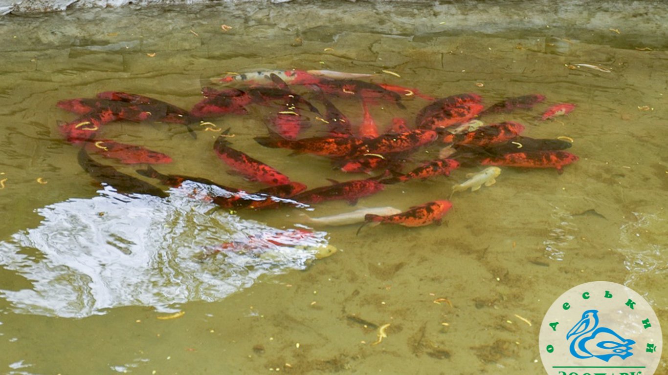 Коропи у ставку: в Одеському зоопарку випустили риб
