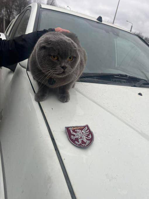 Кот Геральд