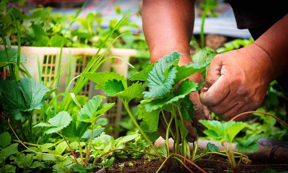 Як правильно доглядати за полуницею