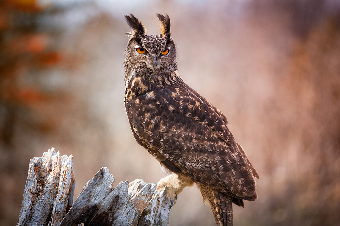 Какая вы птица за месяцем рождения — январь