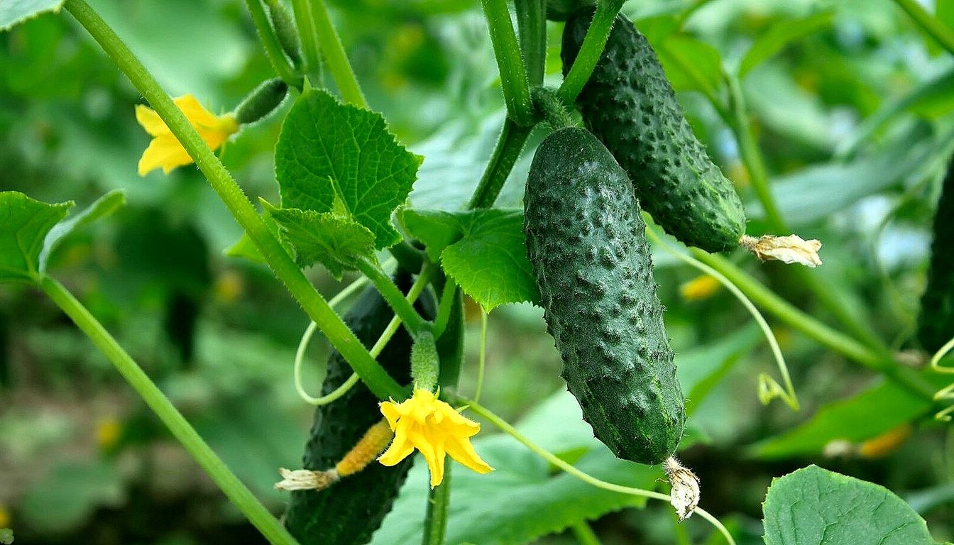 В який час доби краще поливати огірки