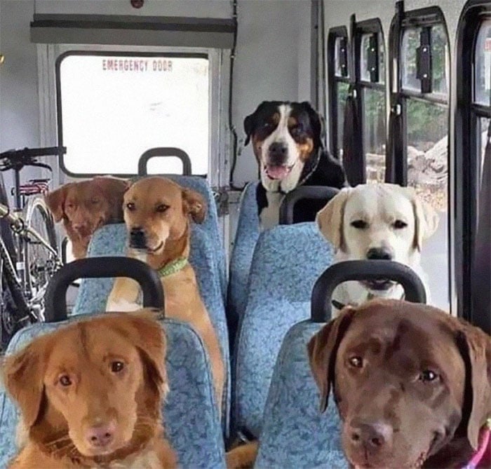 Собаки у транспорті