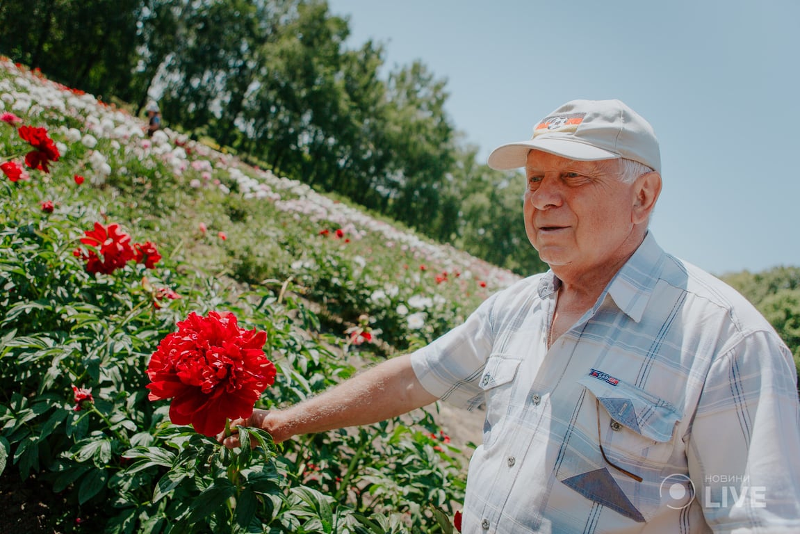 півонії в ботсаду