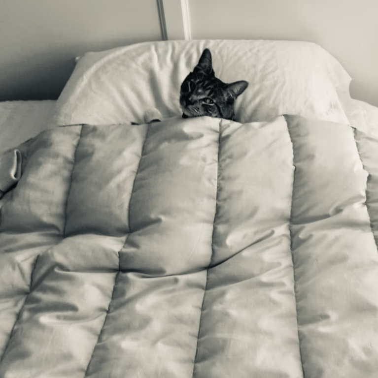 Кіт лежить під ковдрою