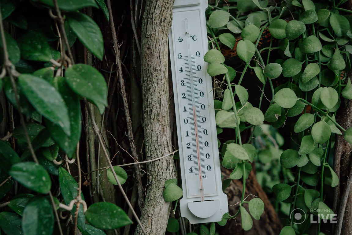 оранжерея ботсад