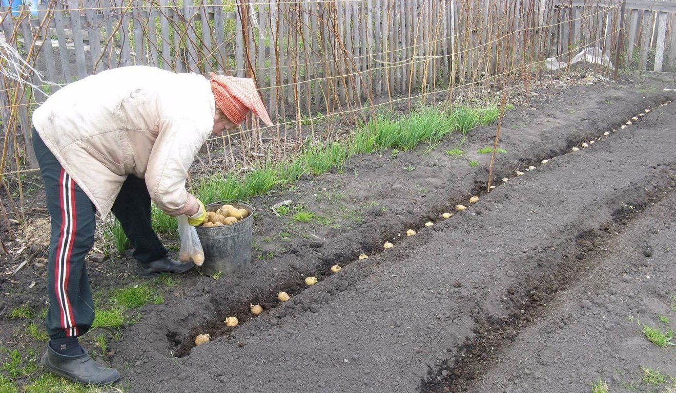 Коли садити картоплю за місячним календарем на квітень