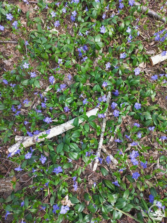 У Чорнобильській зоні цвіте барвінок