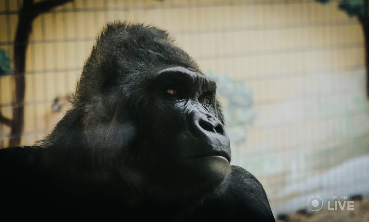 Горила Тоні