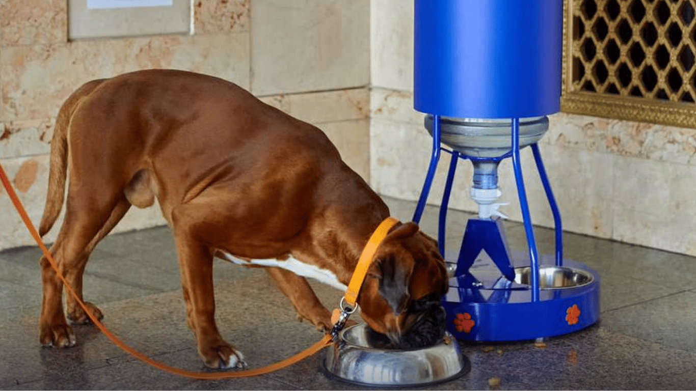 поїлки на жд