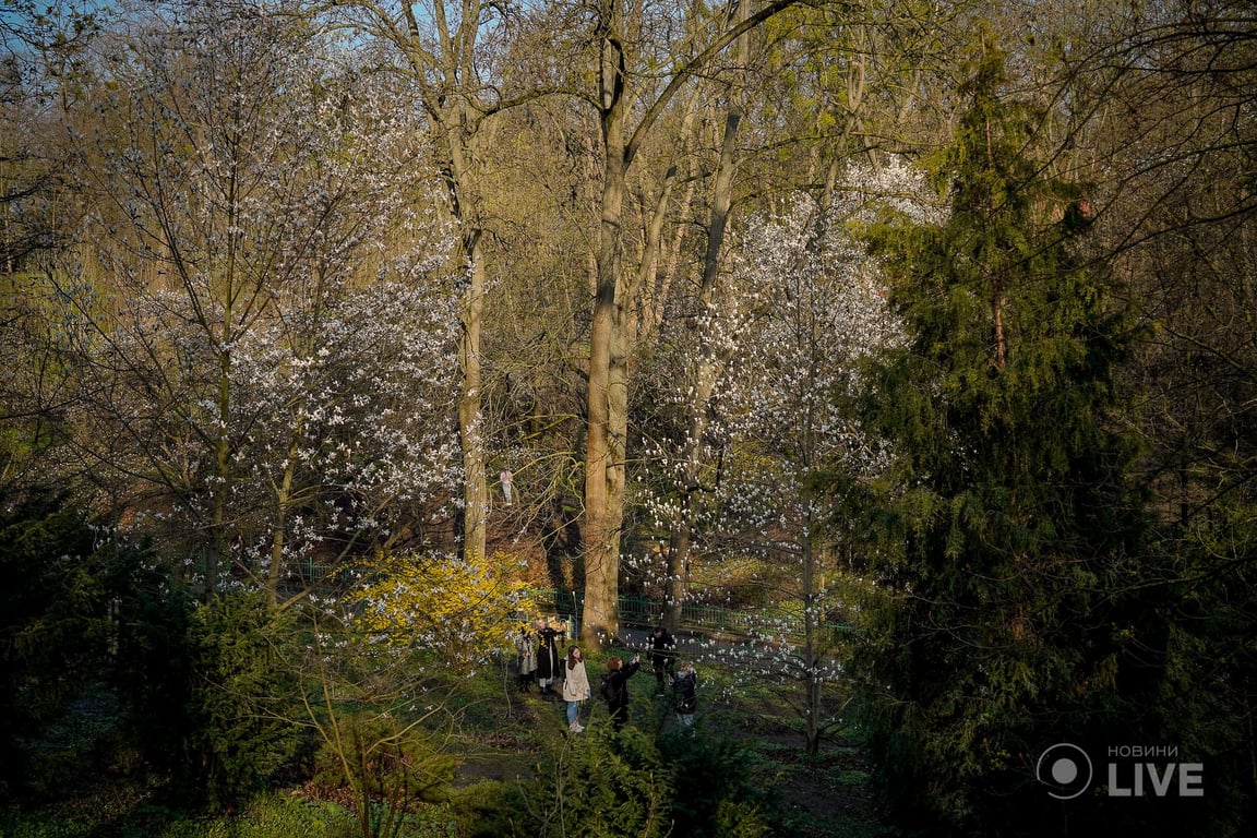 Магнолії в ботсаду ім.Фоміна