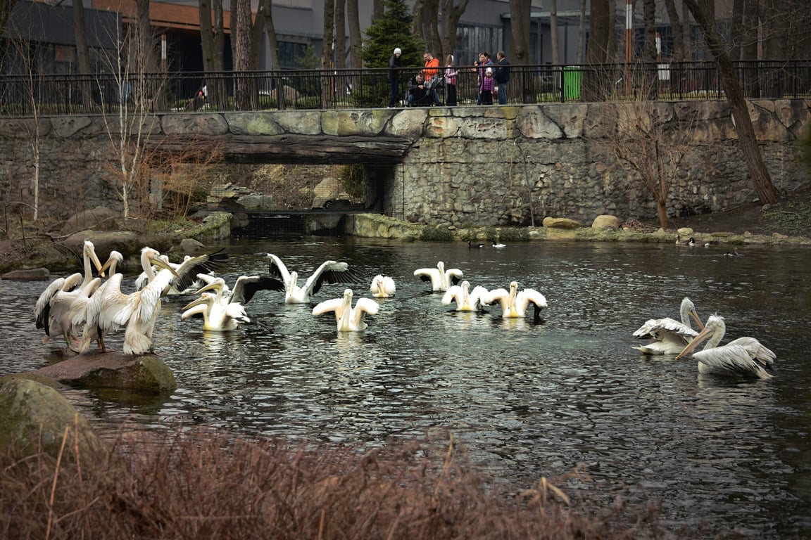 Пеликаны в Киевском зоопарке