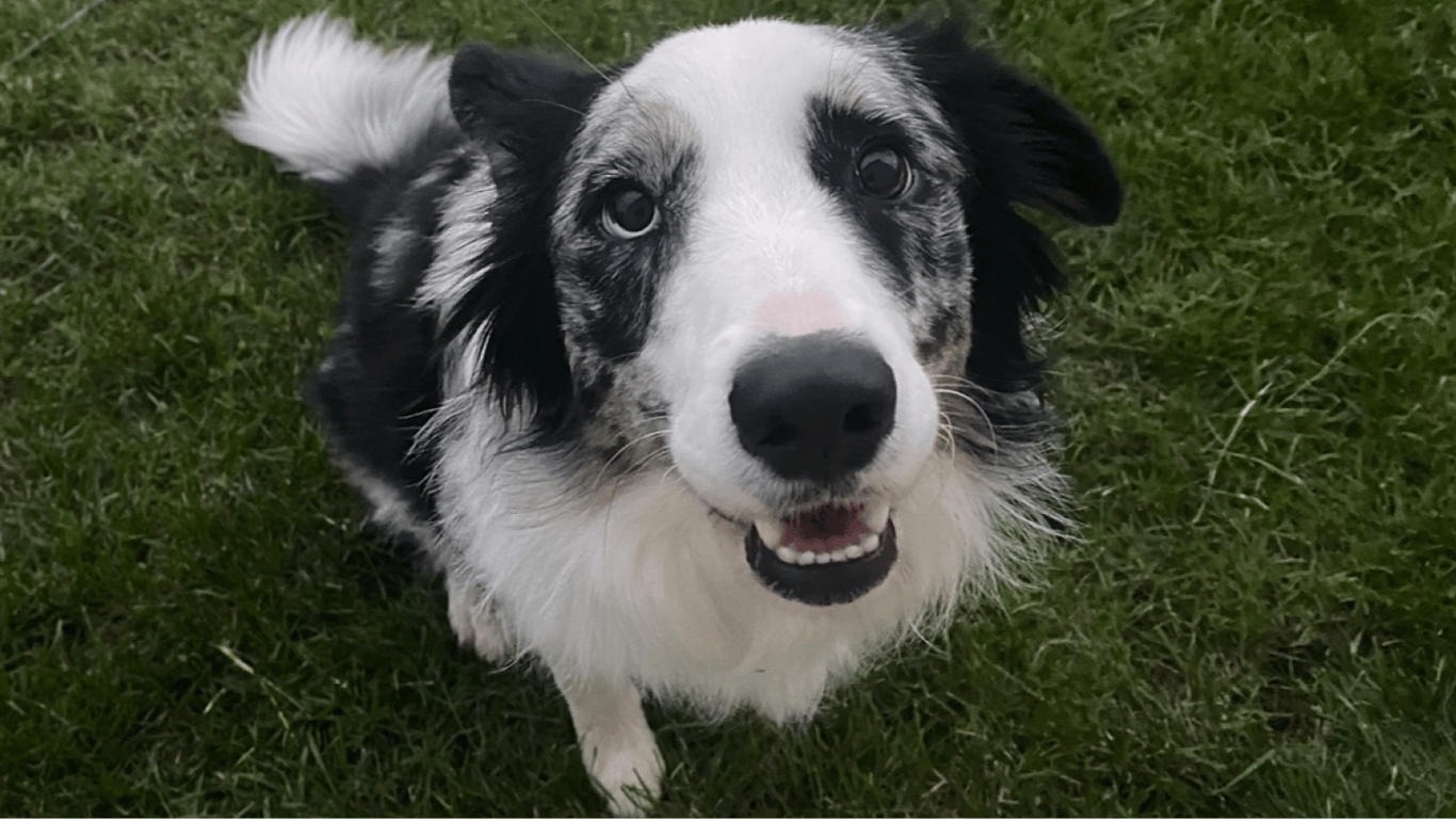 GPT4 помог поставить правильный диагноз псу