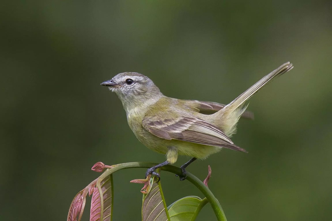Какая вы птица за месяцем рождения — май