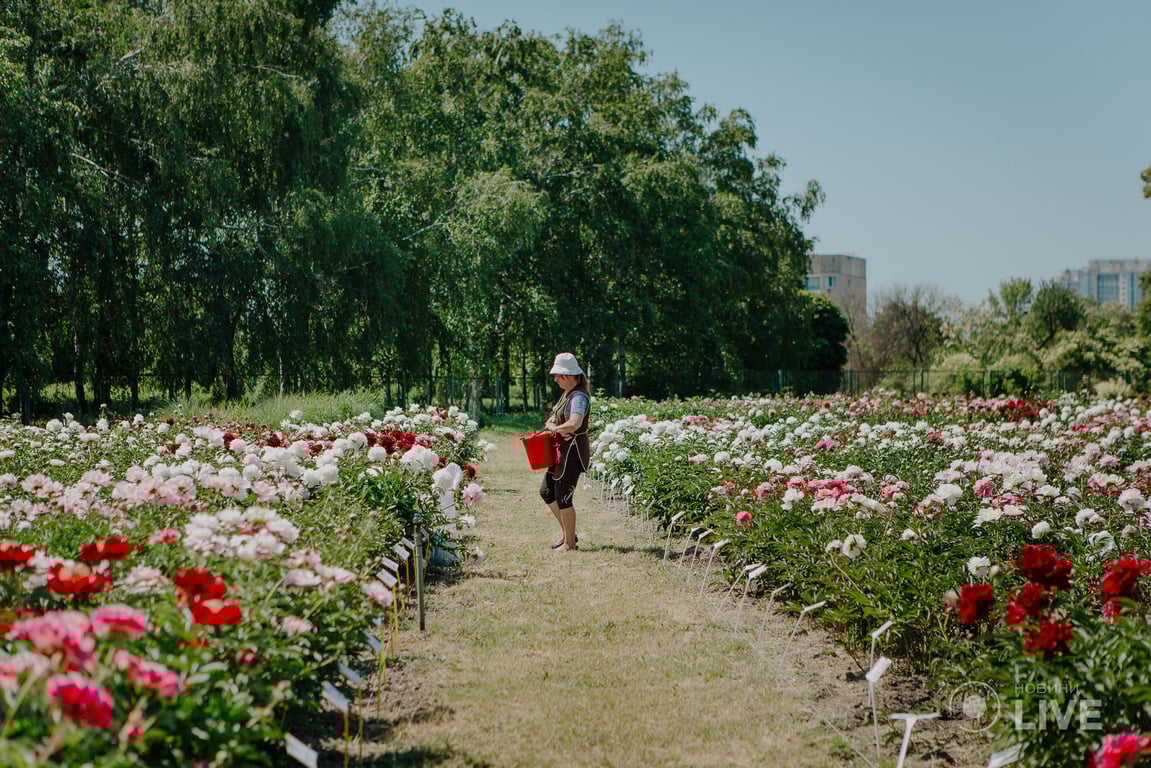 півонії в Київському ботсаду