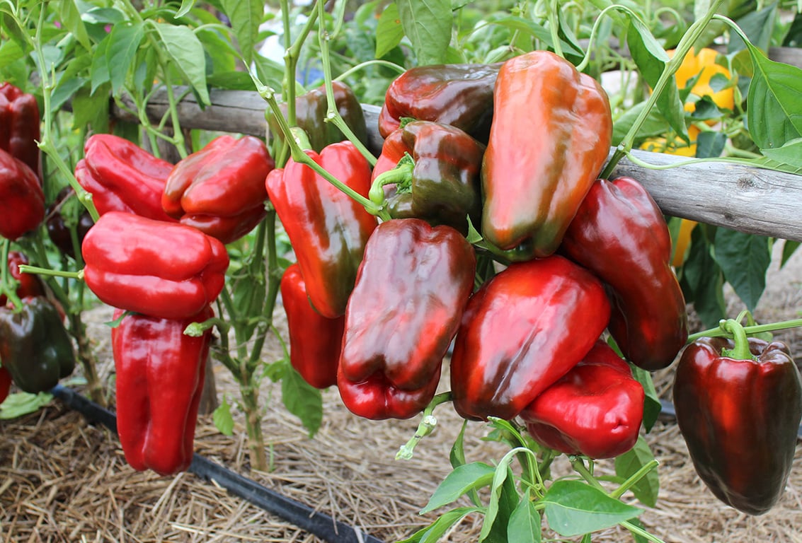 Що посадити поруч з перцем