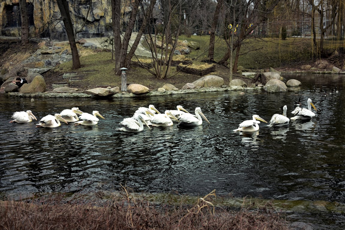 Пеликаны в Киевском зоопарке
