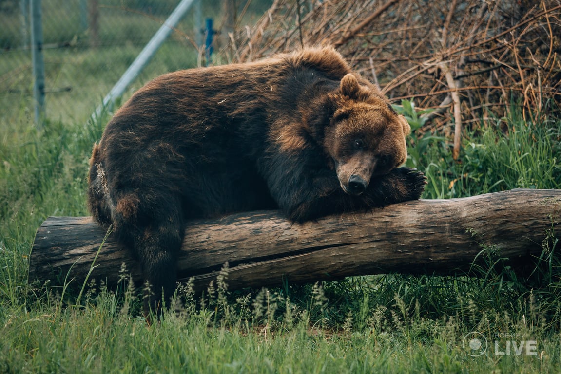 ведмежий притулок "Біла скеля"