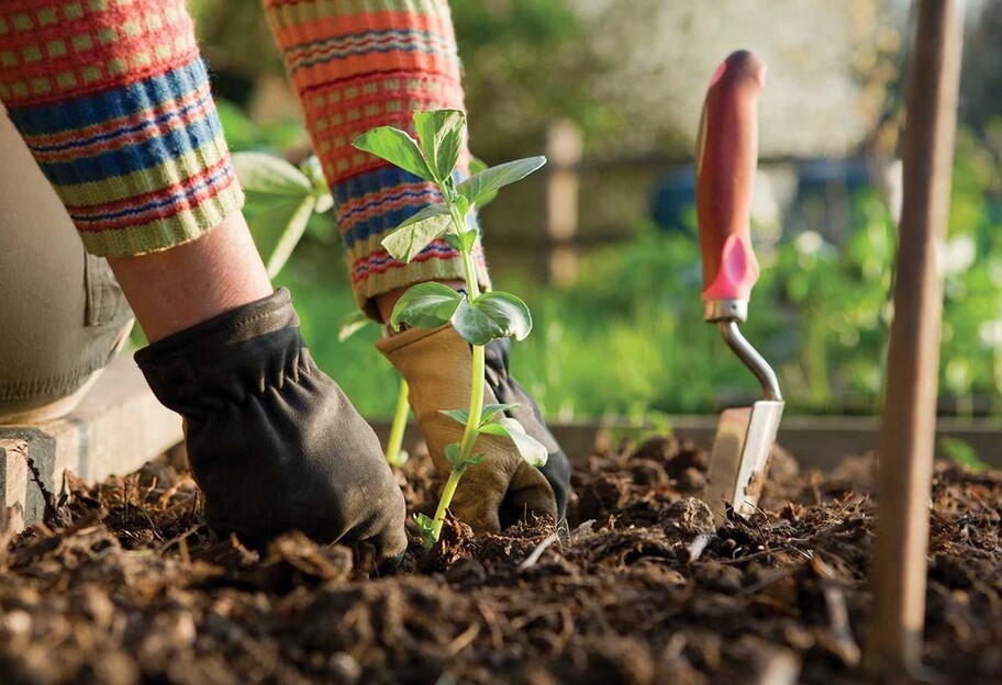 Что посадить в июне – самые удачные дни для разных культур