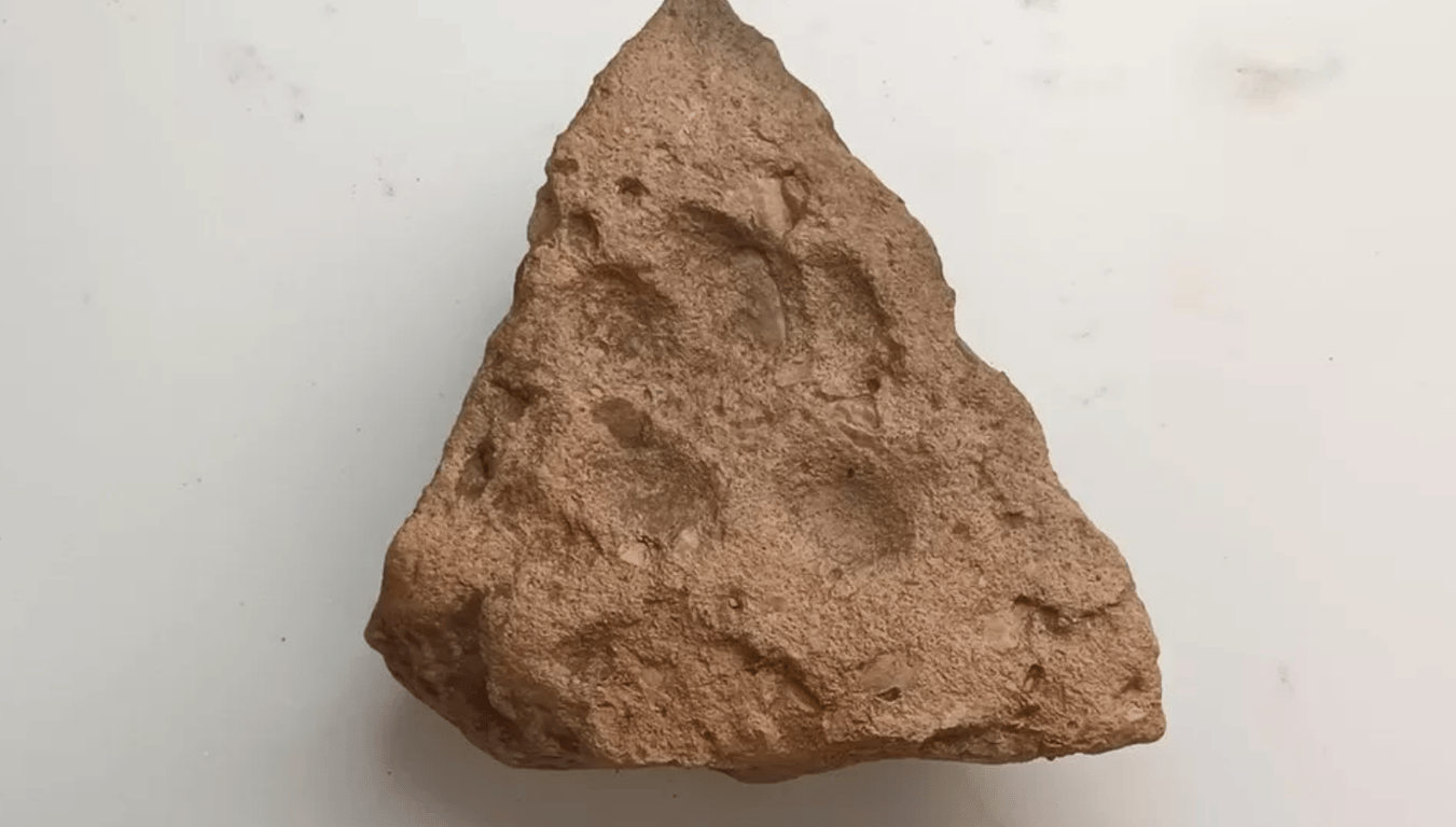 Камень с отпечатком лапы собаки, найденный в Англии