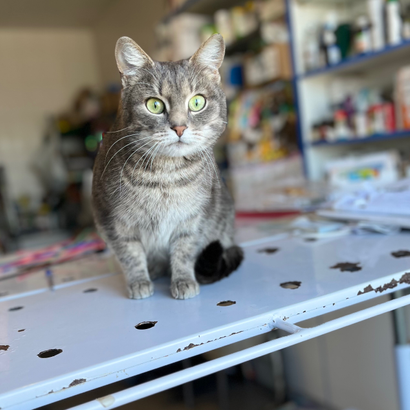 кішка Марта з притулку "Сіріус"