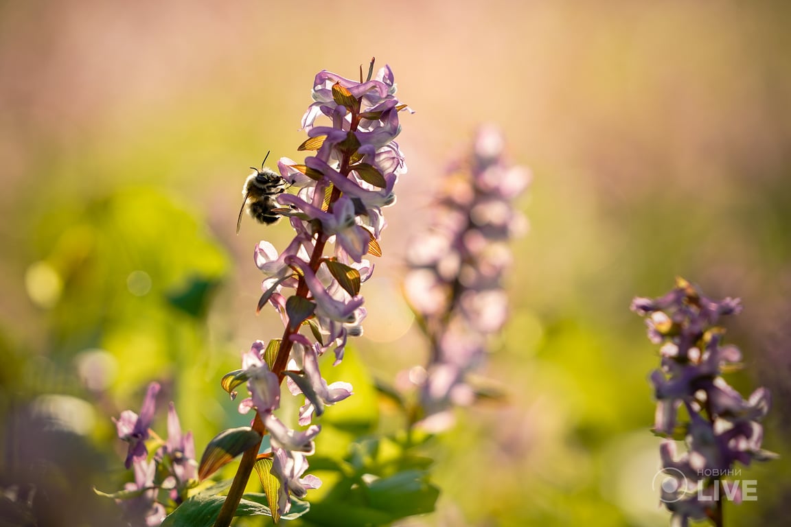 Магнолії в ботсаду ім.Фоміна