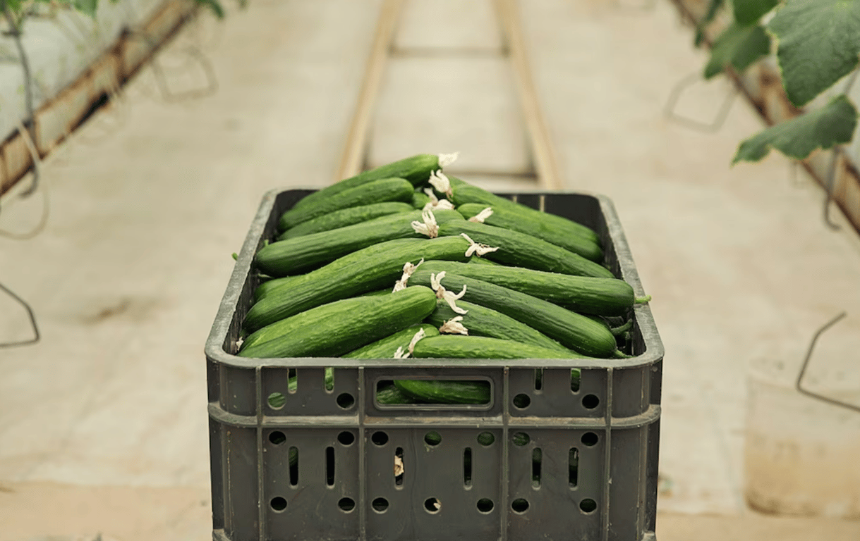 Урожай огурцов