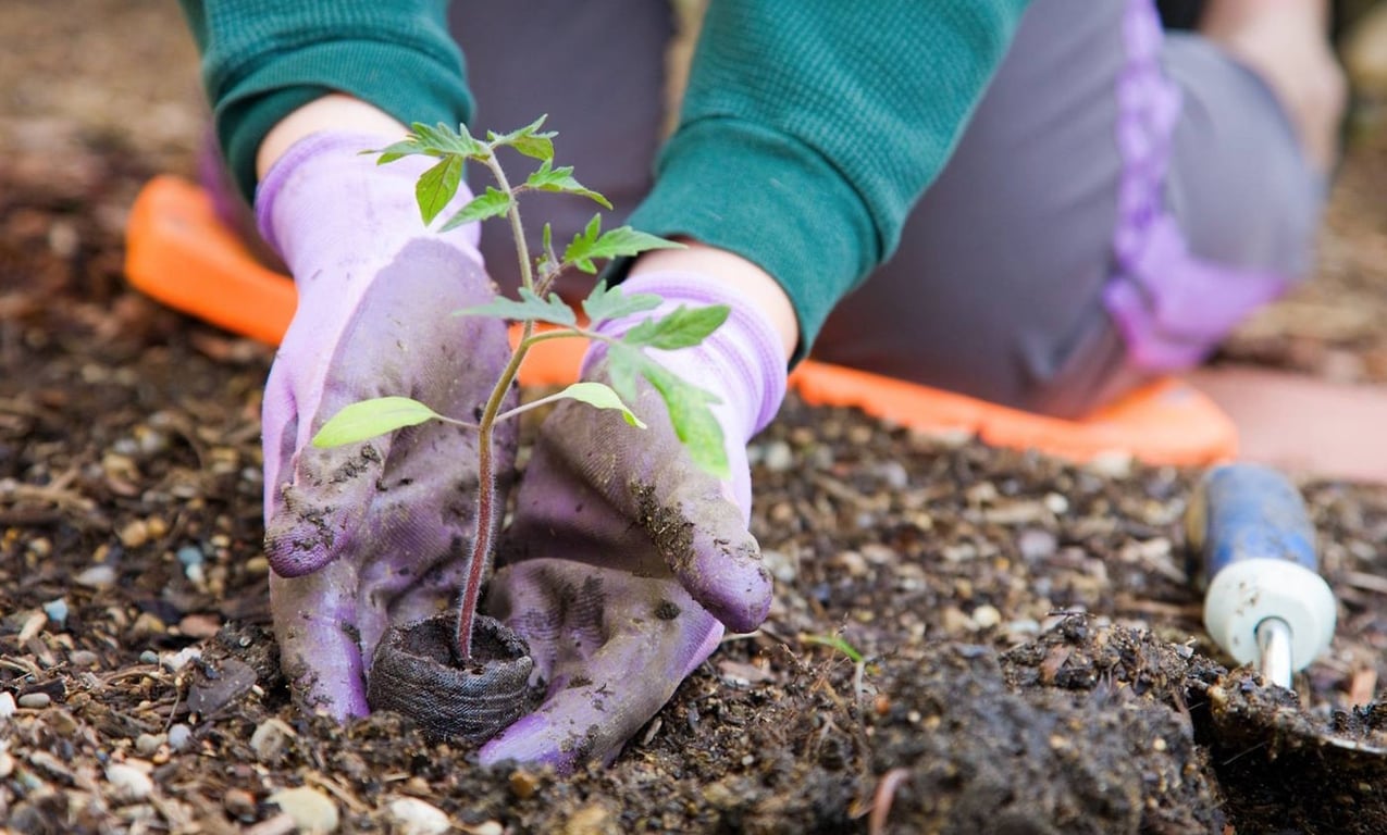 Когда сеять помидоры на рассаду — календарь посева 2023