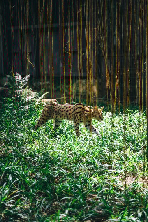 кот породы Ашер