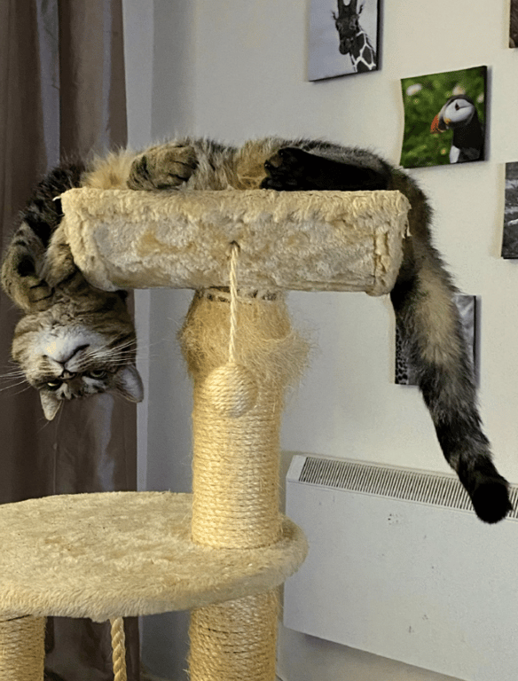 Кіт розлігся