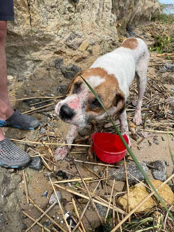 порятунок тварин