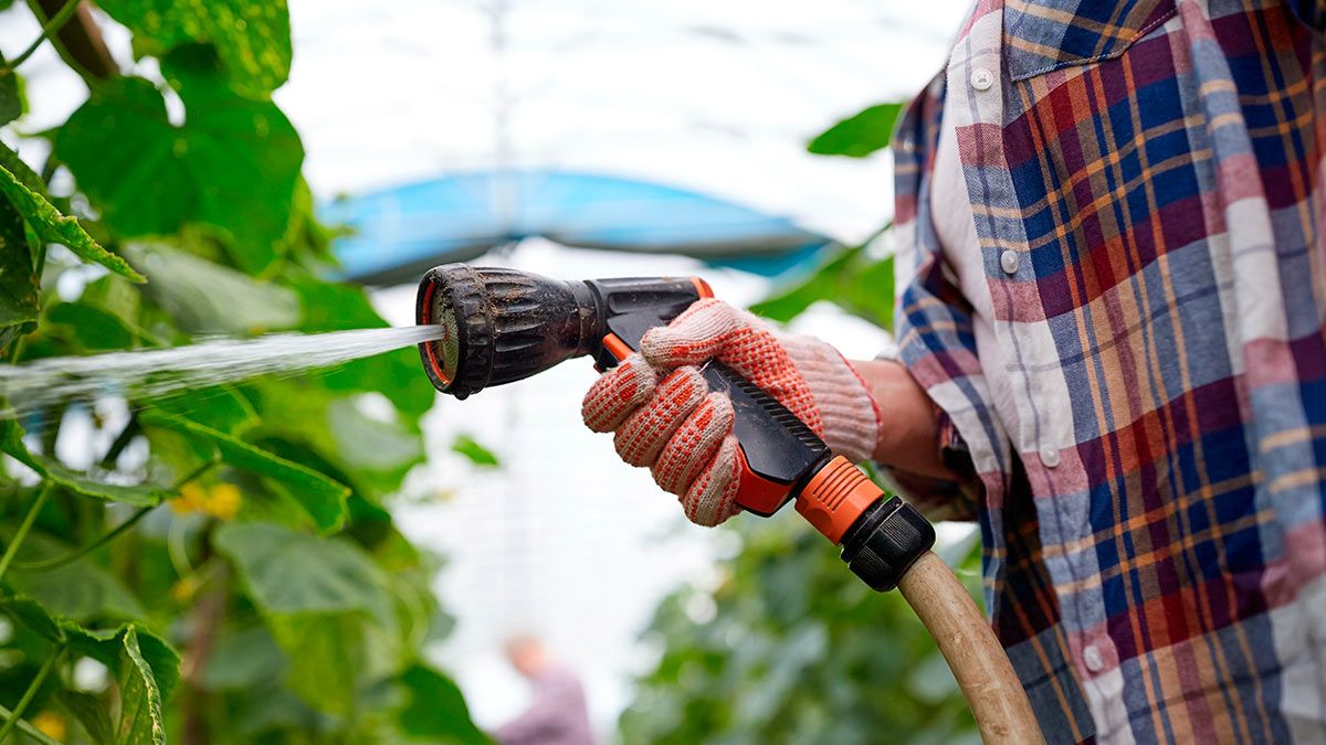 Як часто поливати огірки