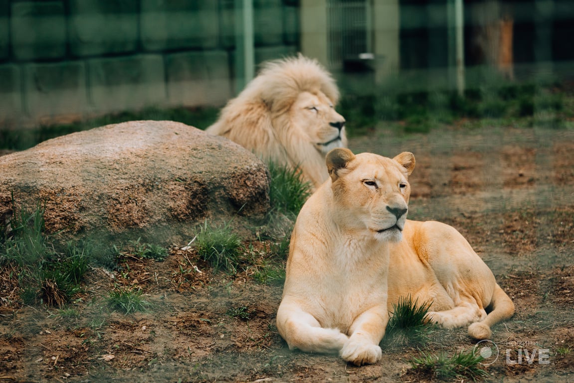 Зоопарк 12 Місяців