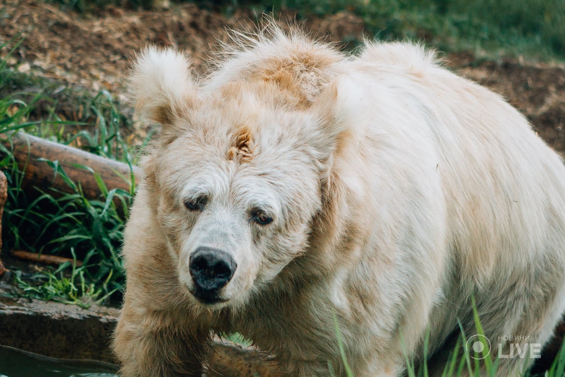 Ведмежий притулок "Біла скеля"