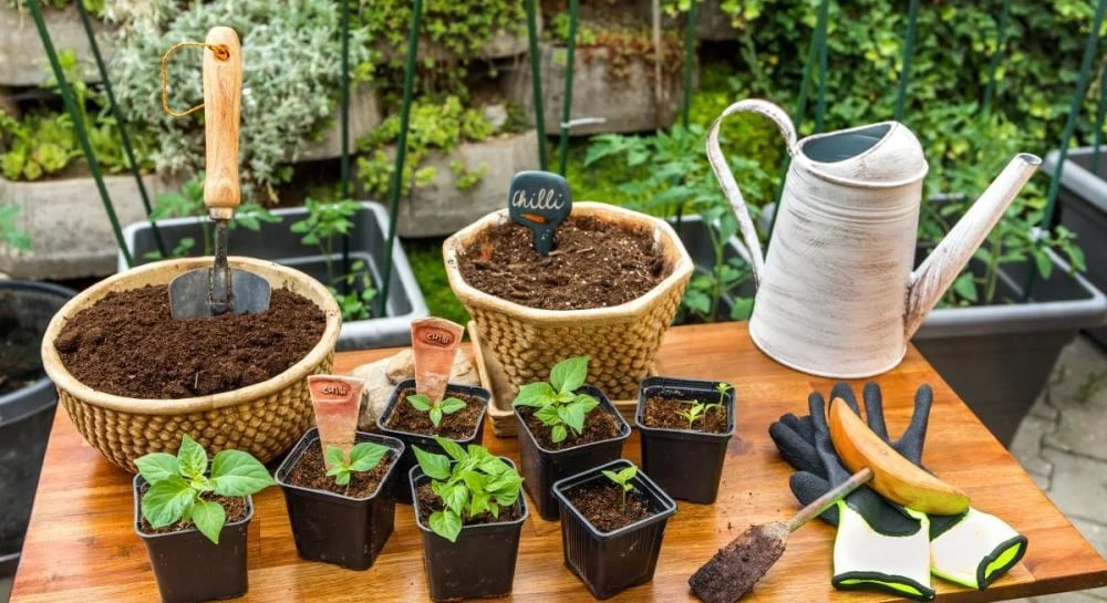 Как правильно сеять рассаду перца