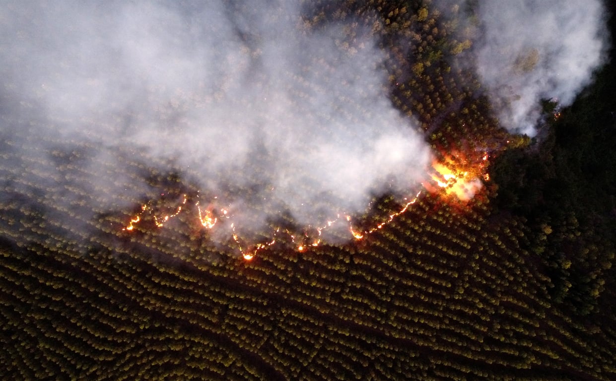 Лесные пожары в Чили