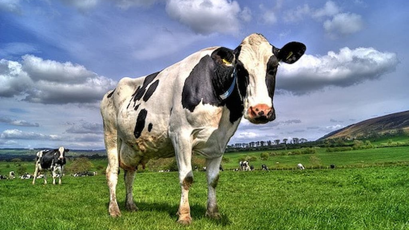 Сколько растет корова. Экомилк кефир 2.5%. Корова во весь рост. Кефир корова деревня. Сметана Сельская Буренка.