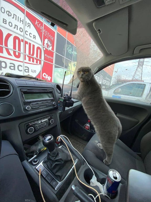 Кот Геральд