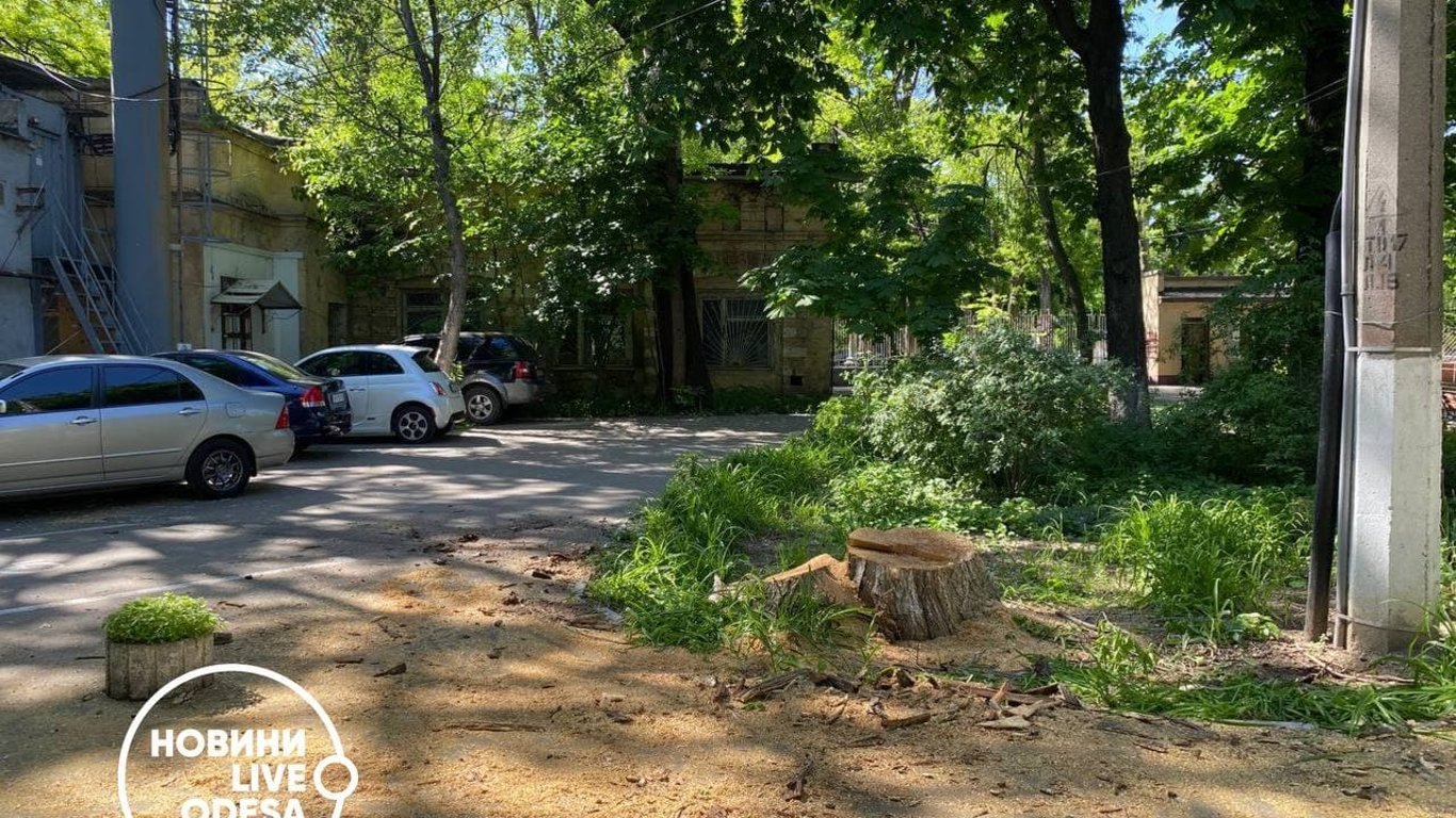 В Одесі незаконно зрубали дерева біля лікарні