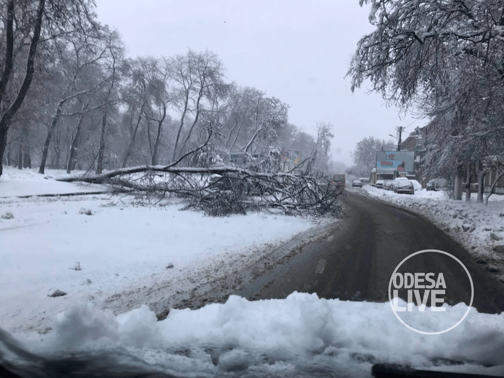 ДТП на дорогах та повалені дерева: наслідки хуртовини в Одесі