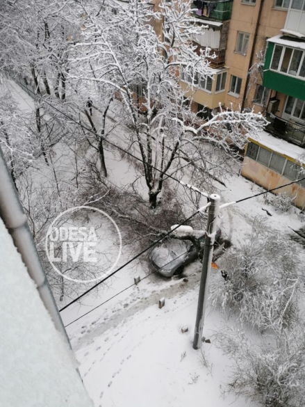 впало дерево