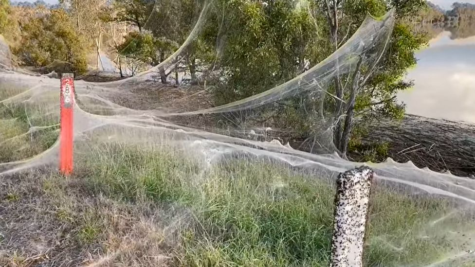 Австралію заполонили мільйони павуків - павутина