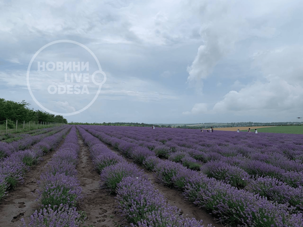 Лавандове поле в Одеській області розквітло - фото