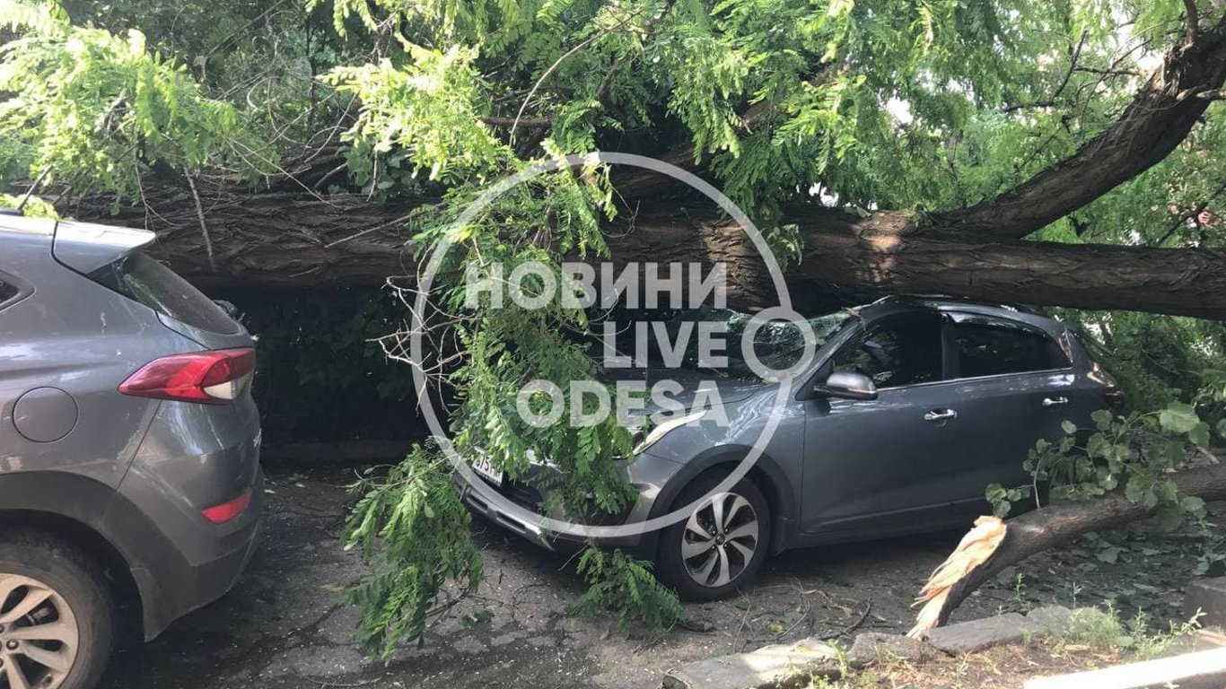 Оборвало провода и повредило припаркованные авто: на Приморской дороге в Одессе упала старая акация - 290x166