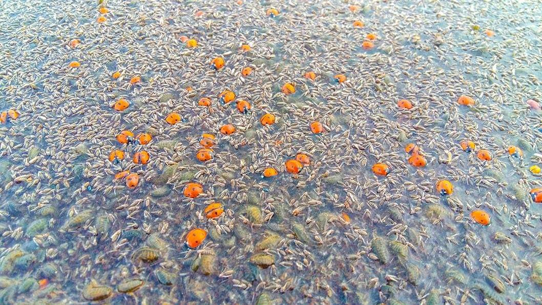 В Одеській області після нашестя загинуло 2 мільйони сонечок - фото