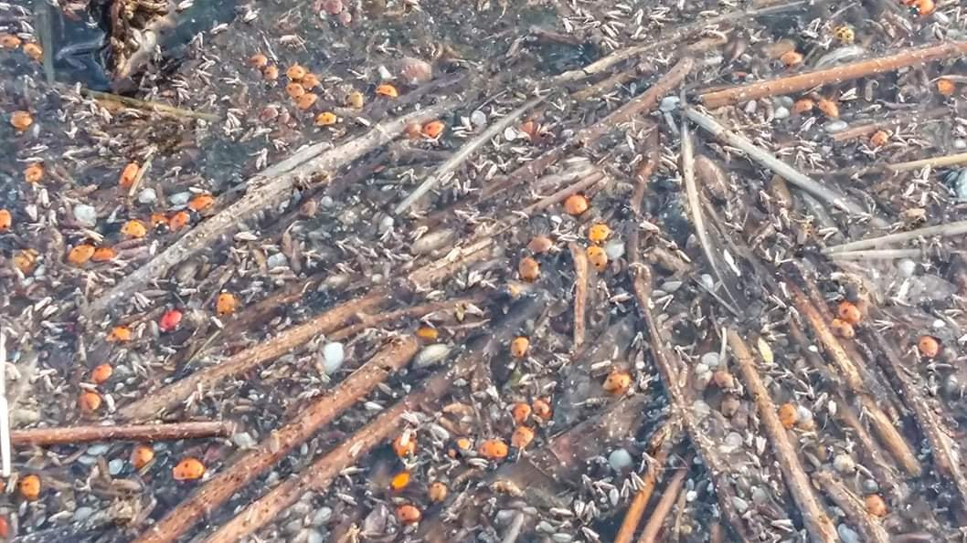 В Одеській області після нашестя загинуло 2 мільйони сонечок - фото