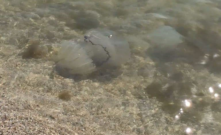 Медузи на пляжі в Кирилівці